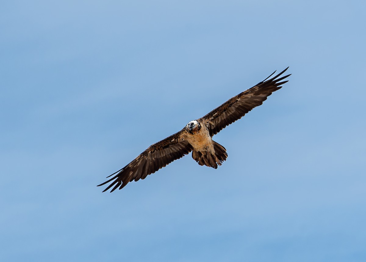 Bearded Vulture - ML620275051