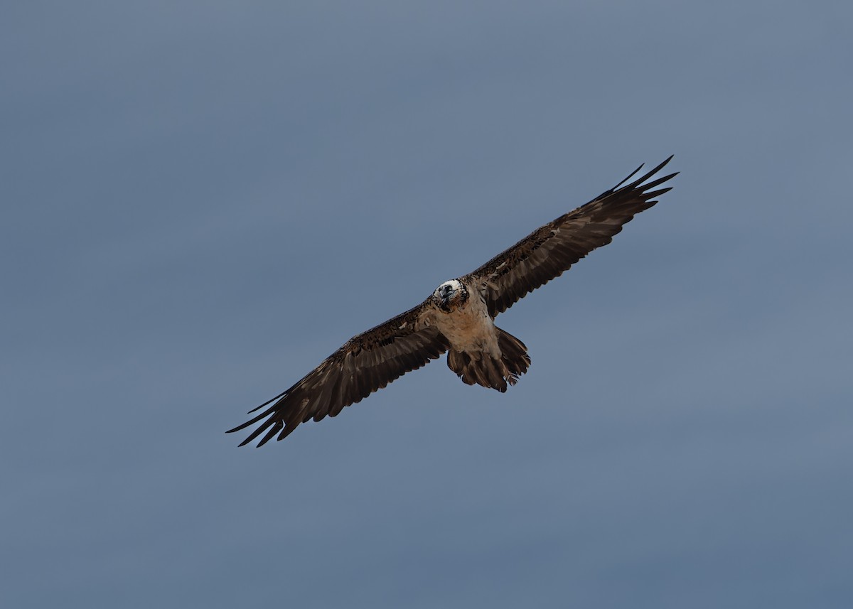 Bearded Vulture - ML620275052