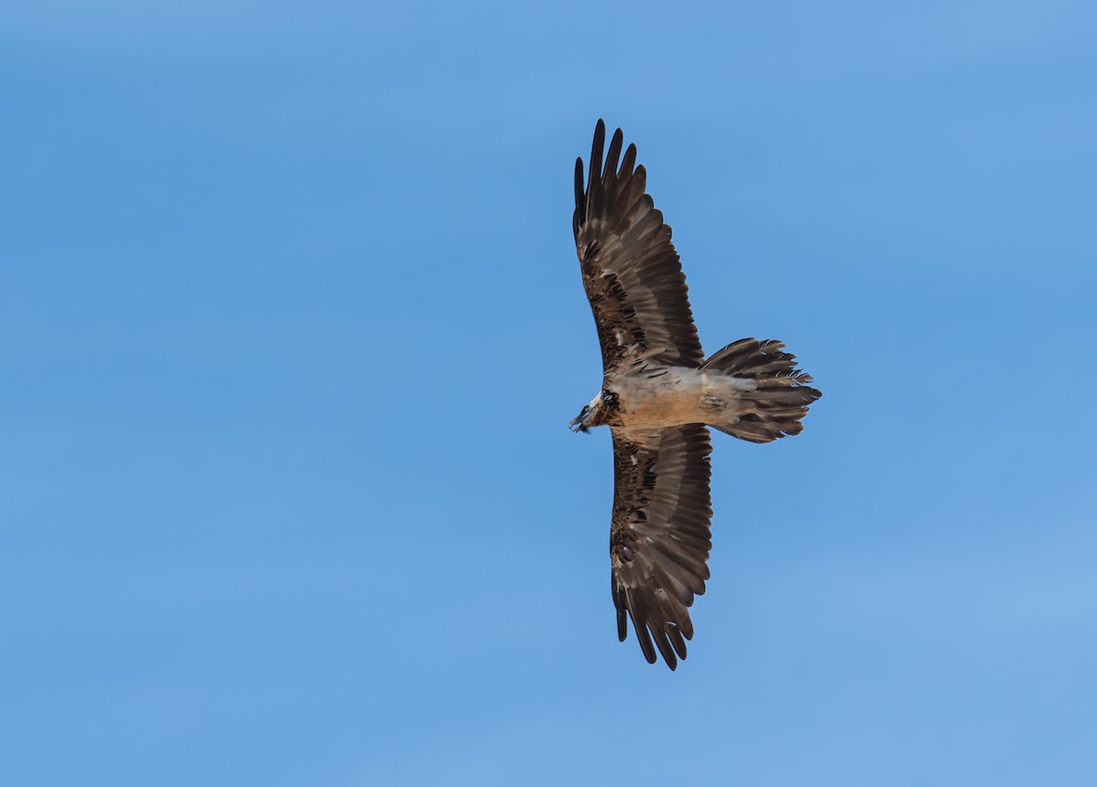 Bearded Vulture - ML620275053