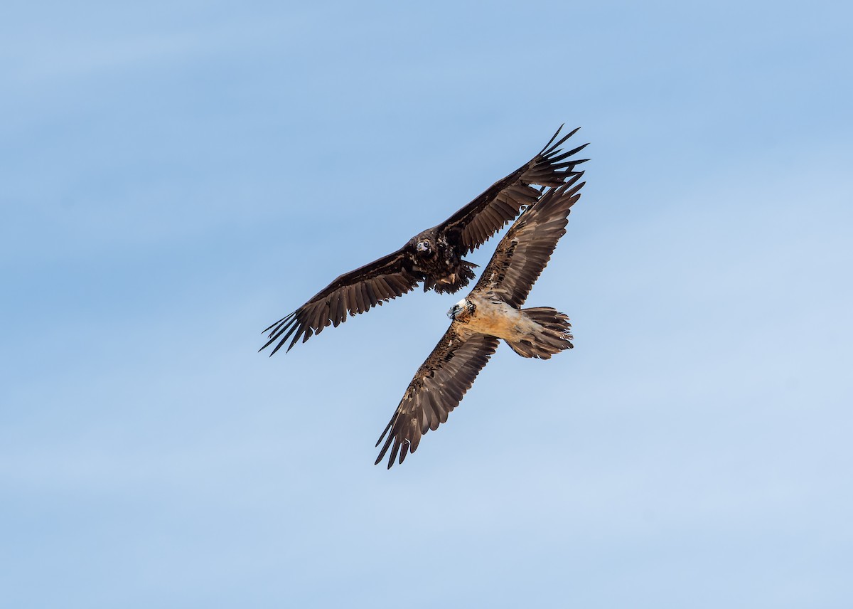 Bearded Vulture - ML620275054