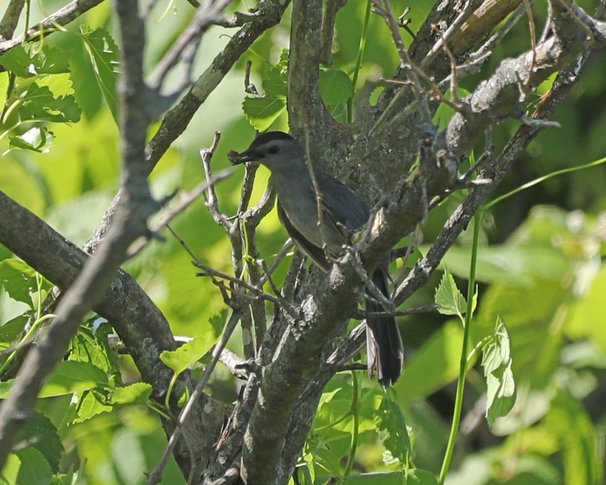 Gray Catbird - Susan Burkhart