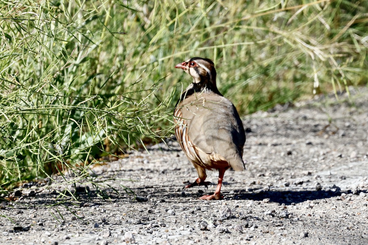 Red-legged Partridge - ML620275058