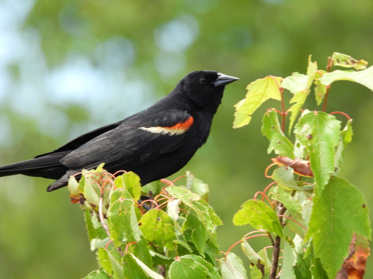 Red-winged Blackbird - ML620275059