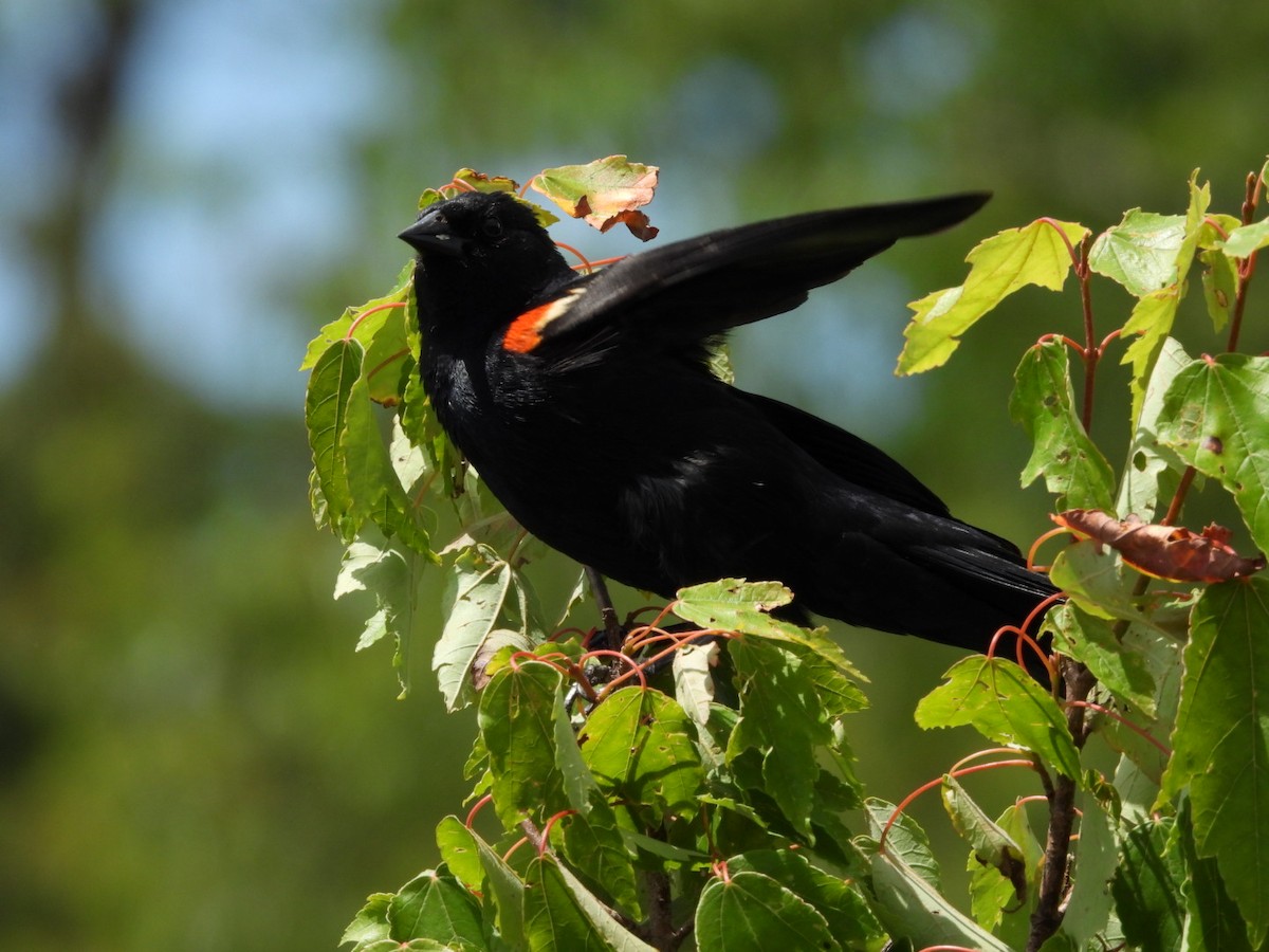 Red-winged Blackbird - ML620275060