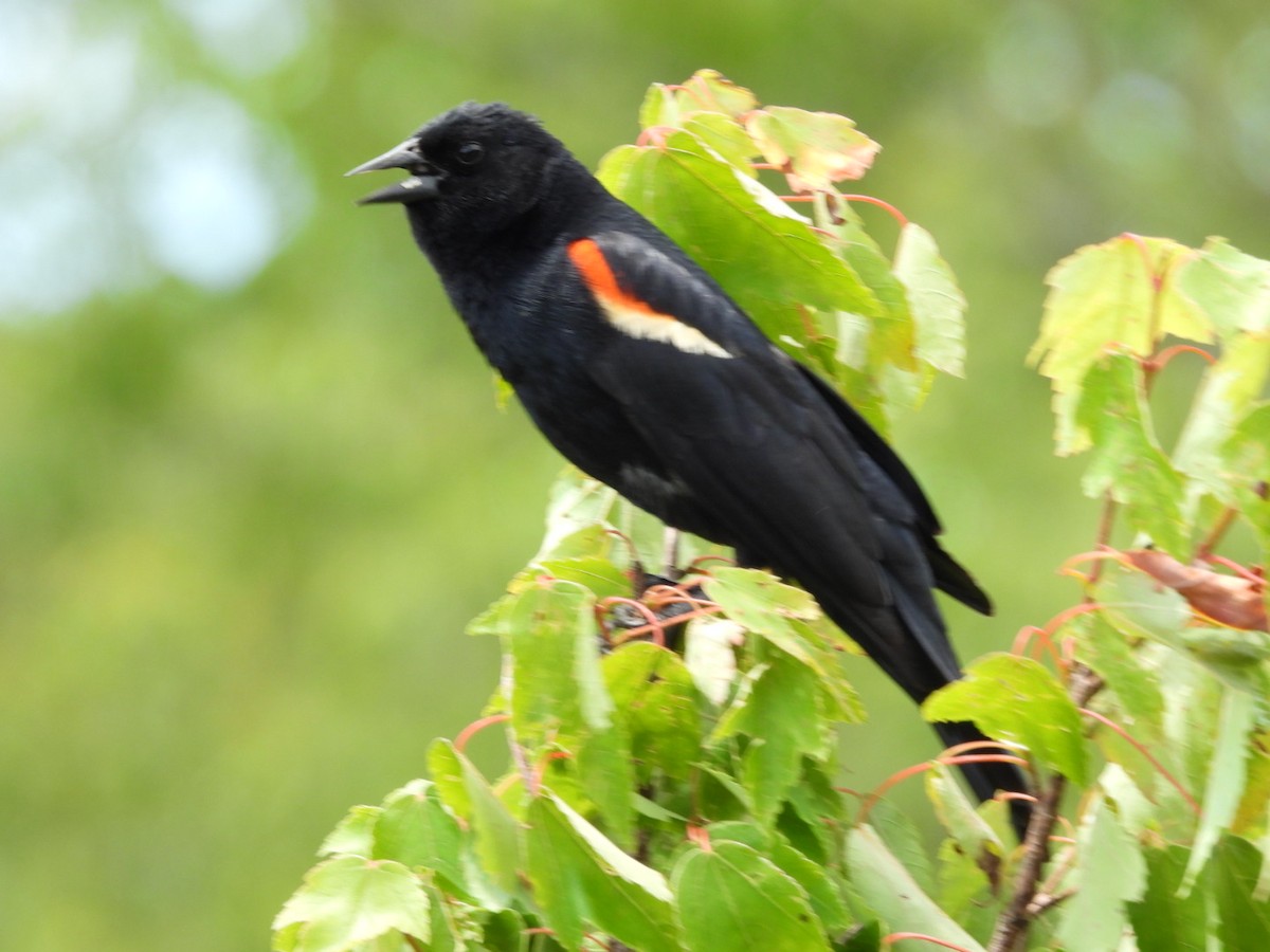 Red-winged Blackbird - ML620275061