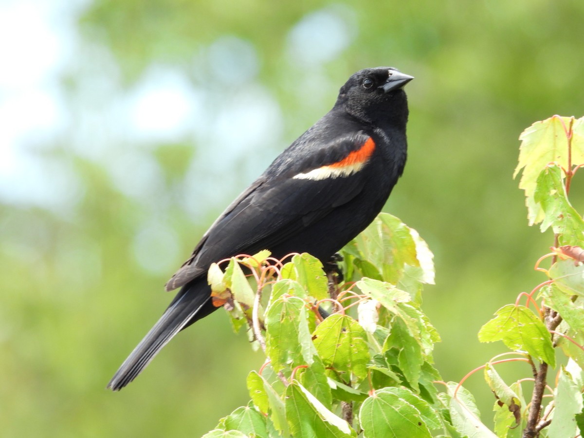 Red-winged Blackbird - ML620275062