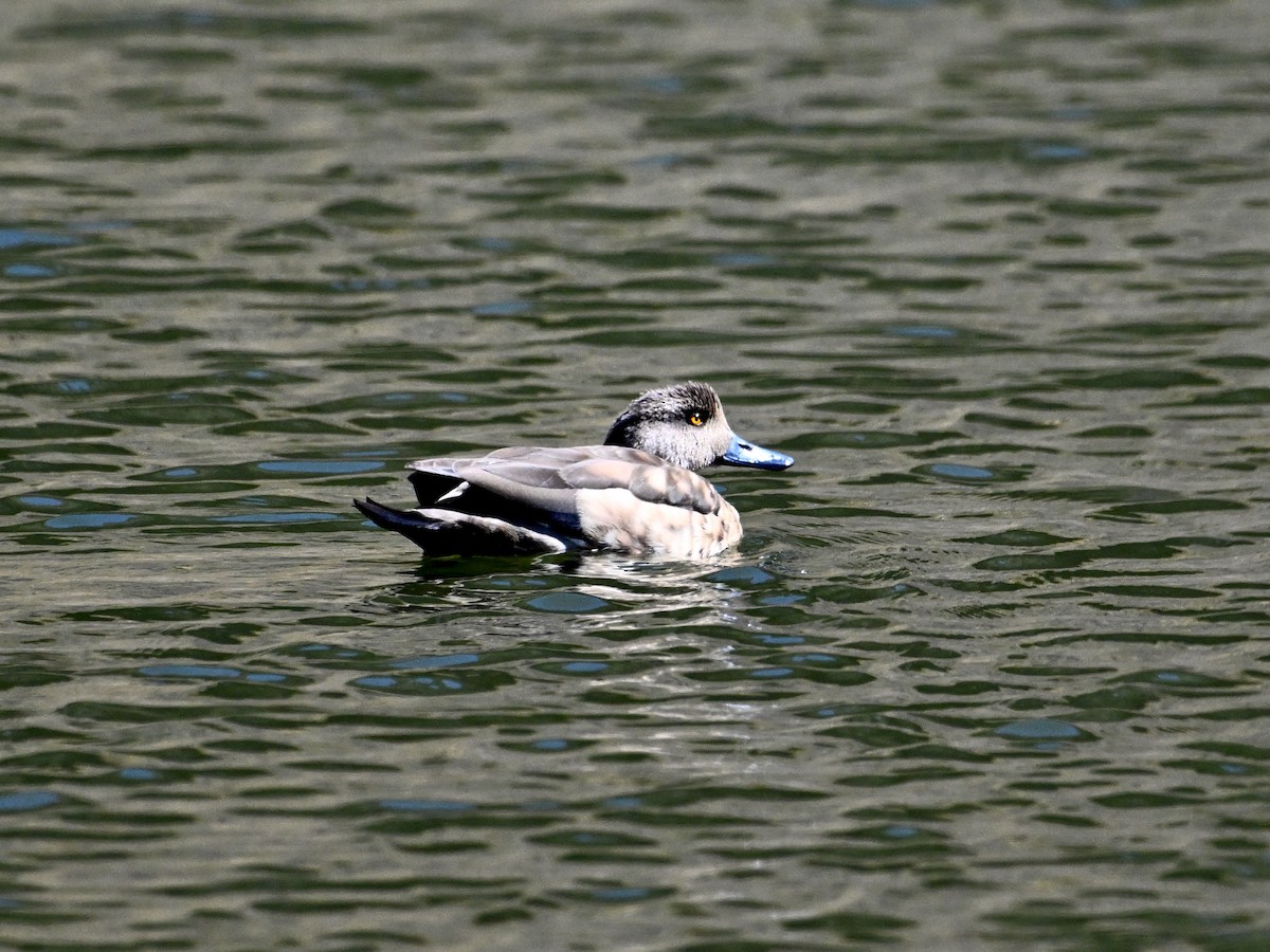 Crested Duck - ML620275064