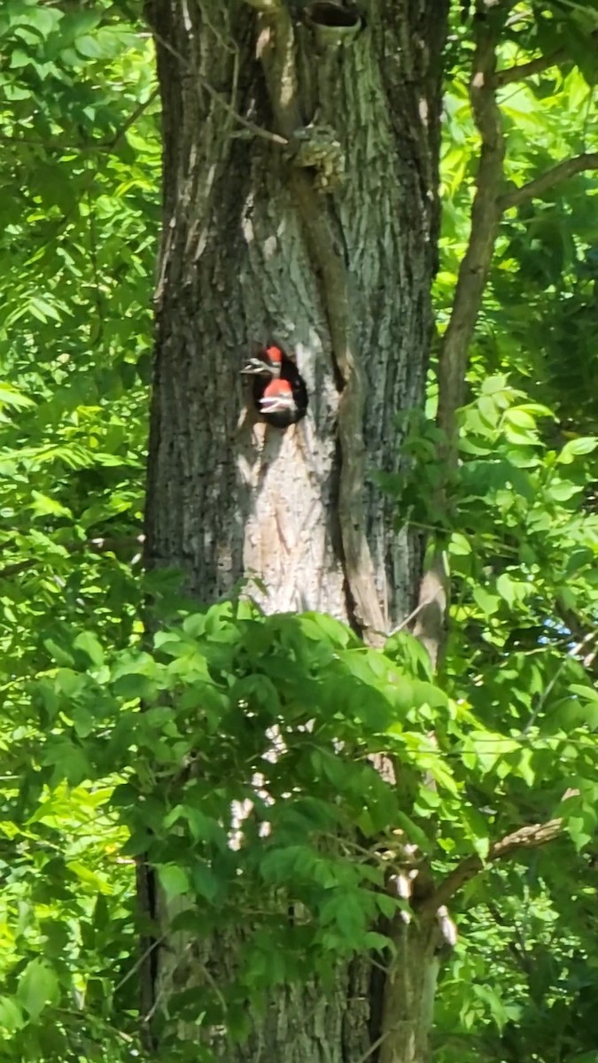 Pileated Woodpecker - ML620275065