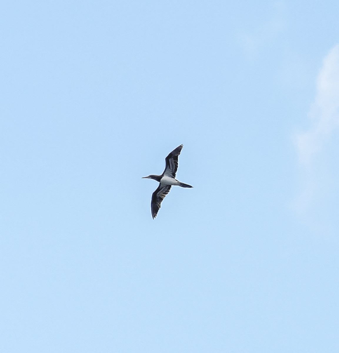 Brown Booby - ML620275068