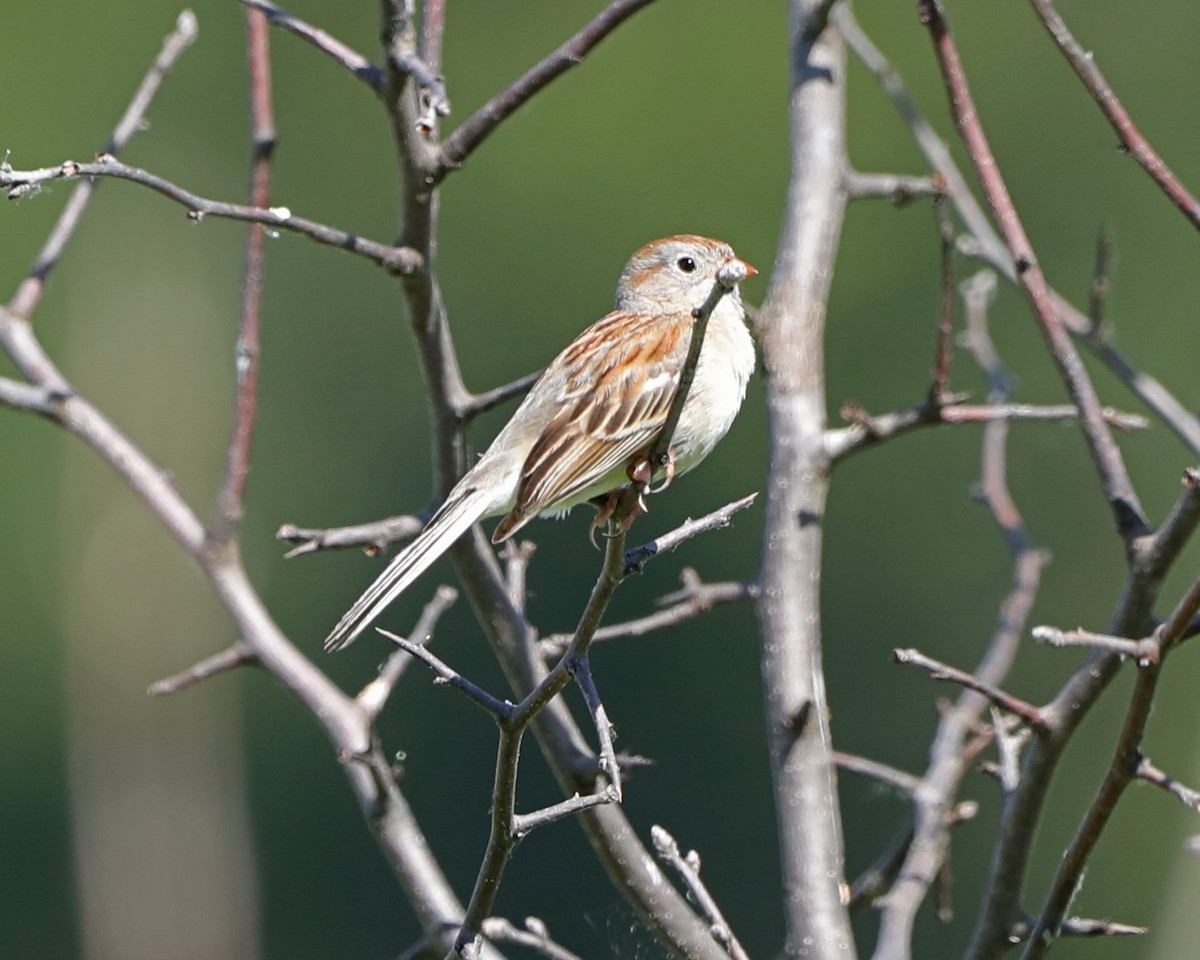 Field Sparrow - ML620275070