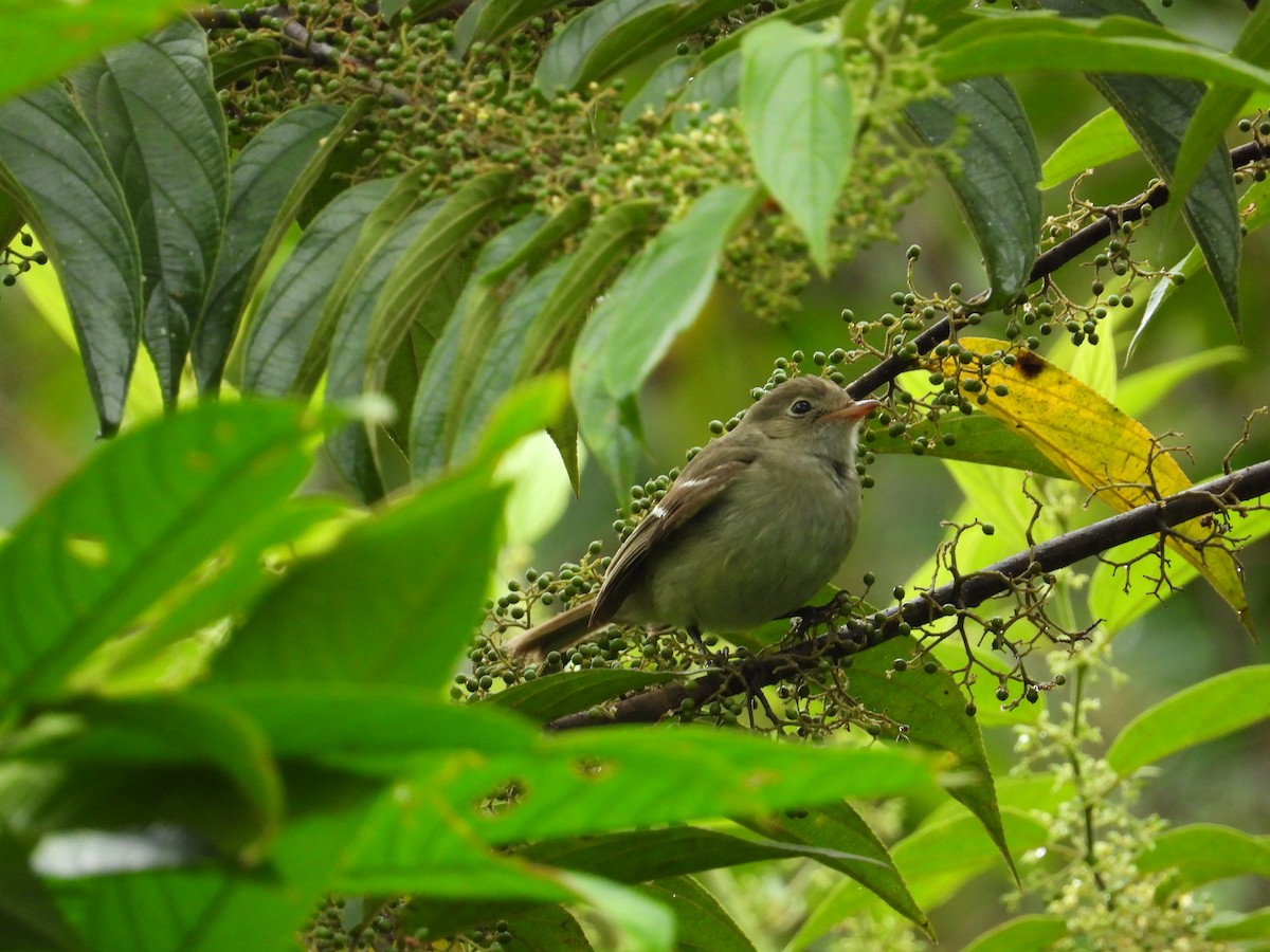 Small-billed Elaenia - ML620275079