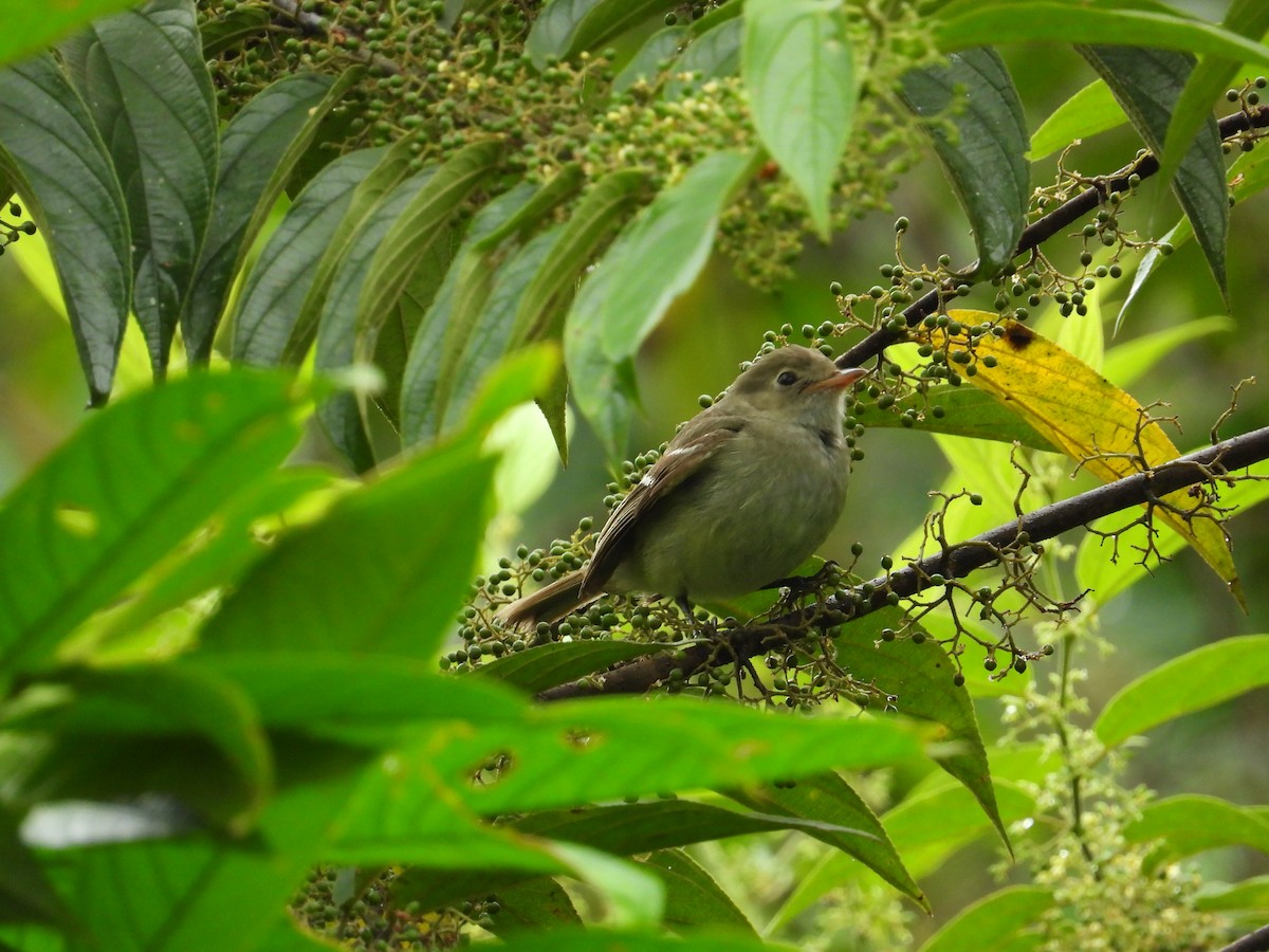 Small-billed Elaenia - ML620275080