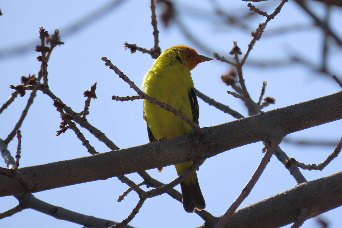 Western Tanager - ML620275087