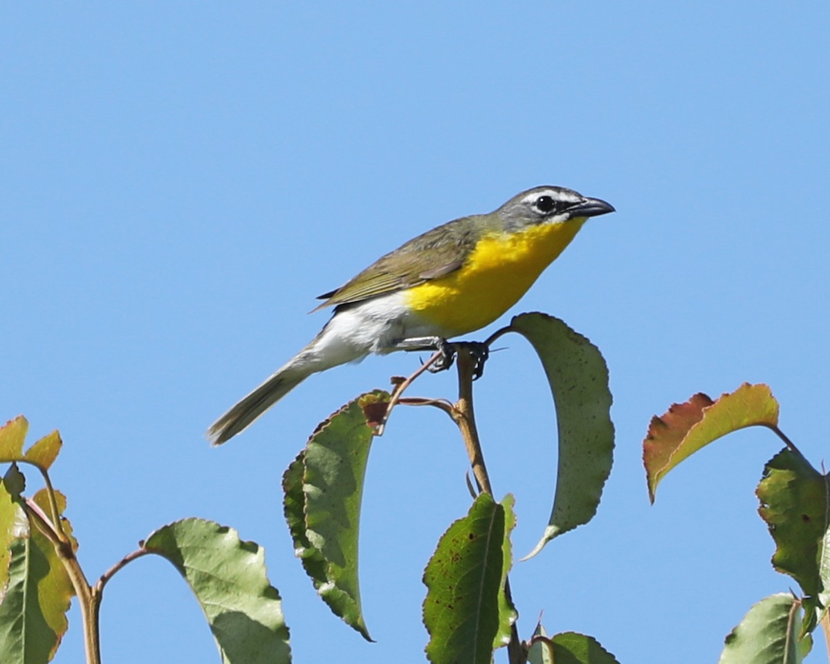 Yellow-breasted Chat - ML620275090