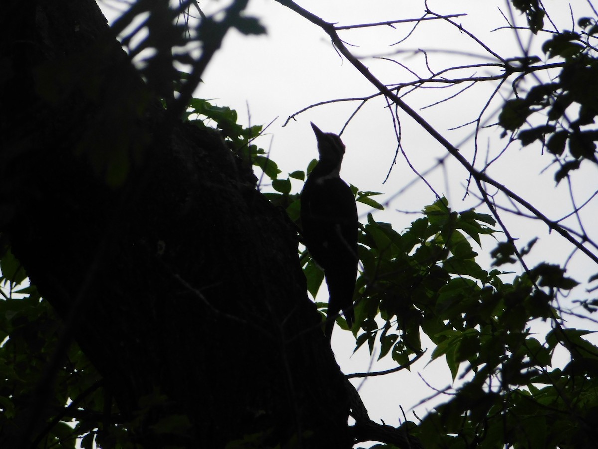 Pileated Woodpecker - ML620275094