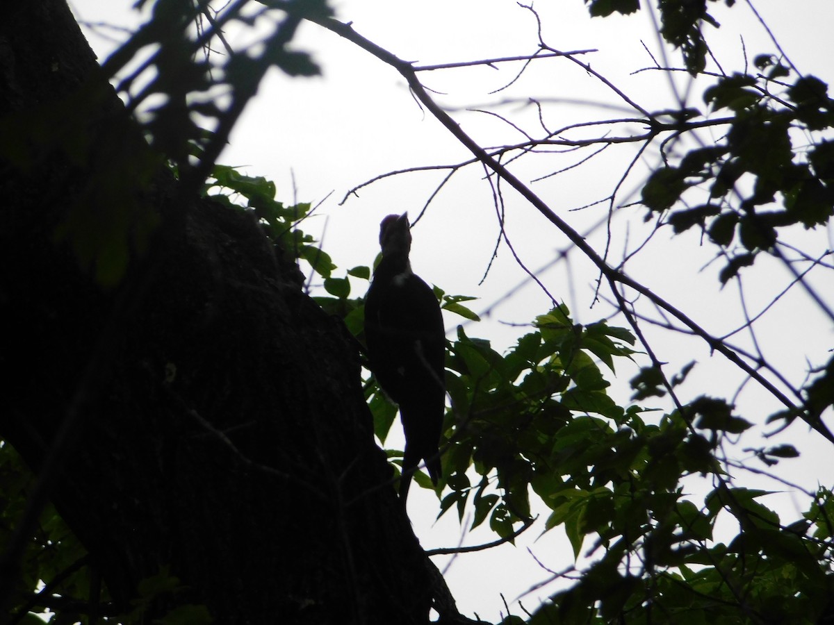 Pileated Woodpecker - ML620275095