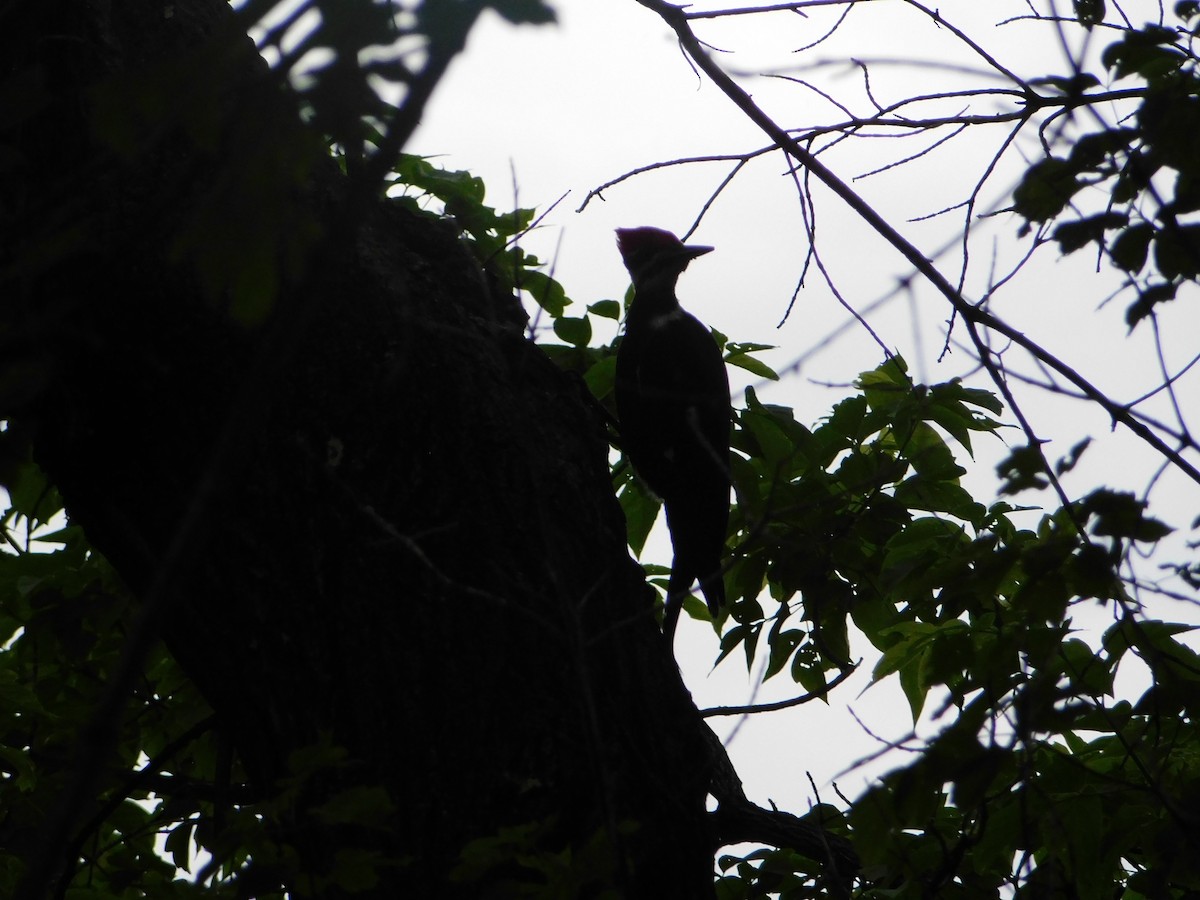 Pileated Woodpecker - ML620275096