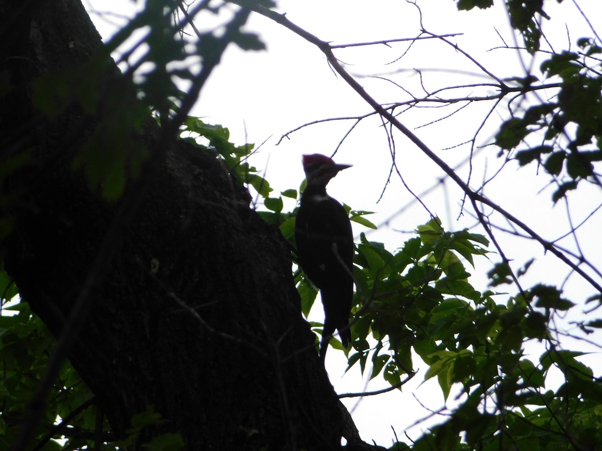 Pileated Woodpecker - ML620275097