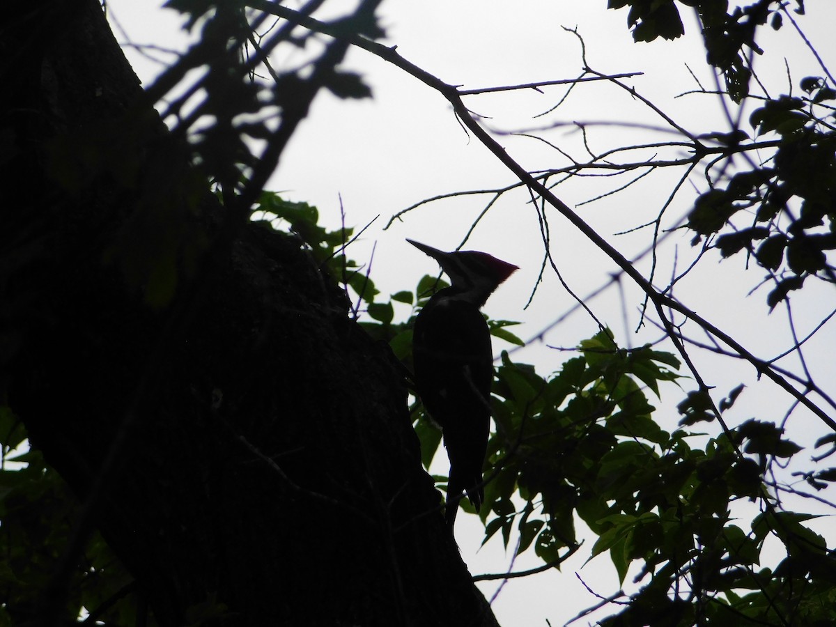 Pileated Woodpecker - ML620275098