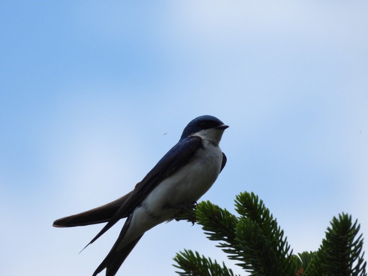 Tree Swallow - ML620275111