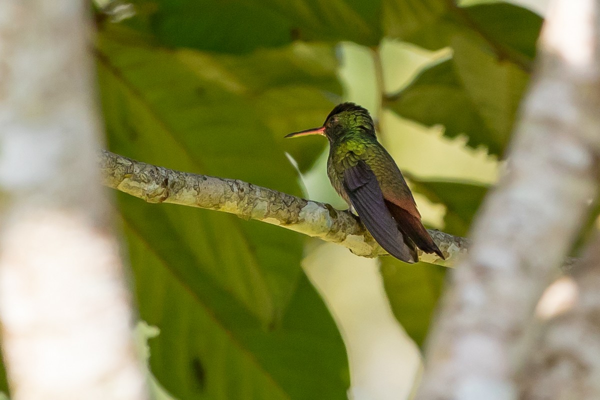 Rufous-tailed Hummingbird - ML620275115