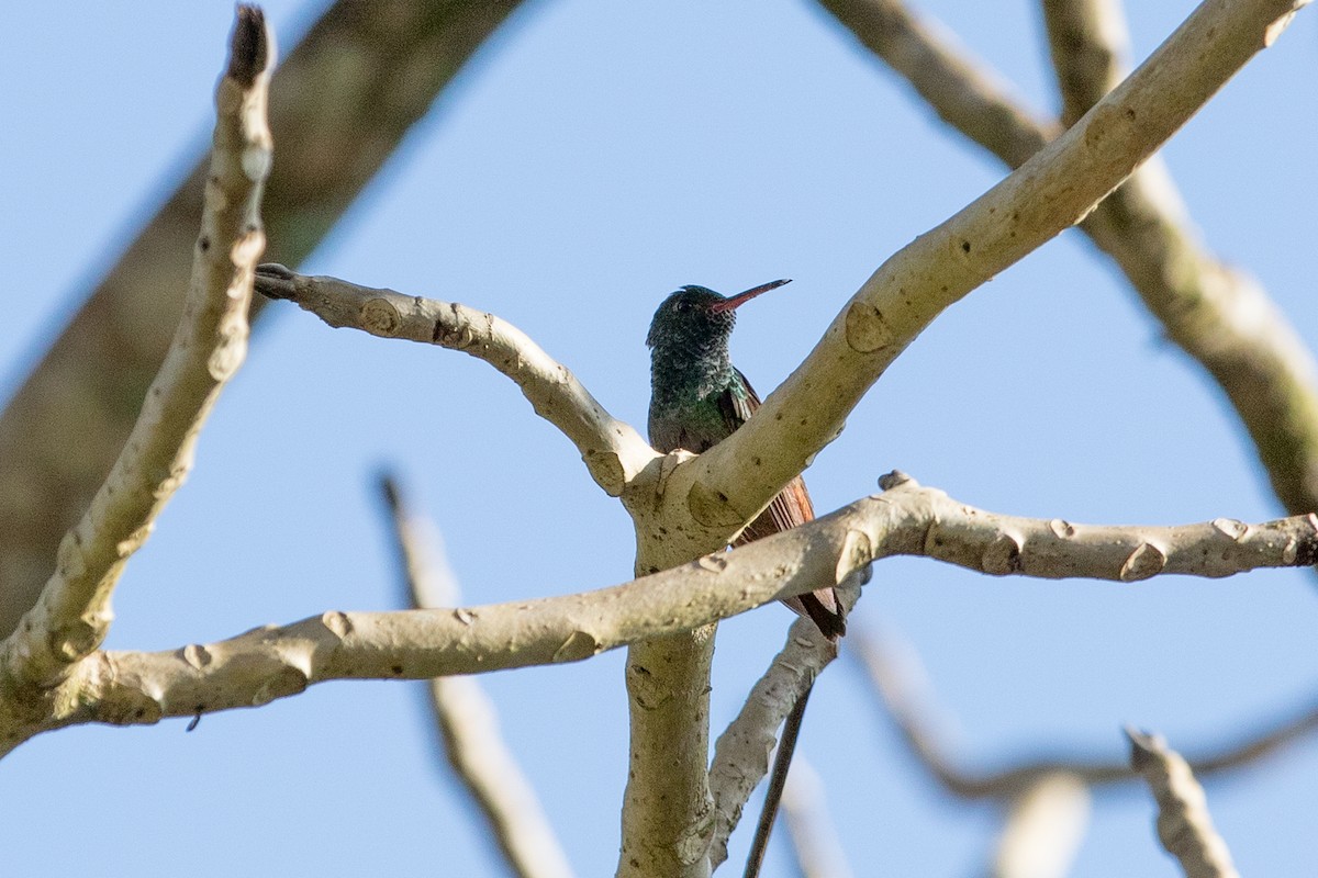 Rufous-tailed Hummingbird - ML620275116
