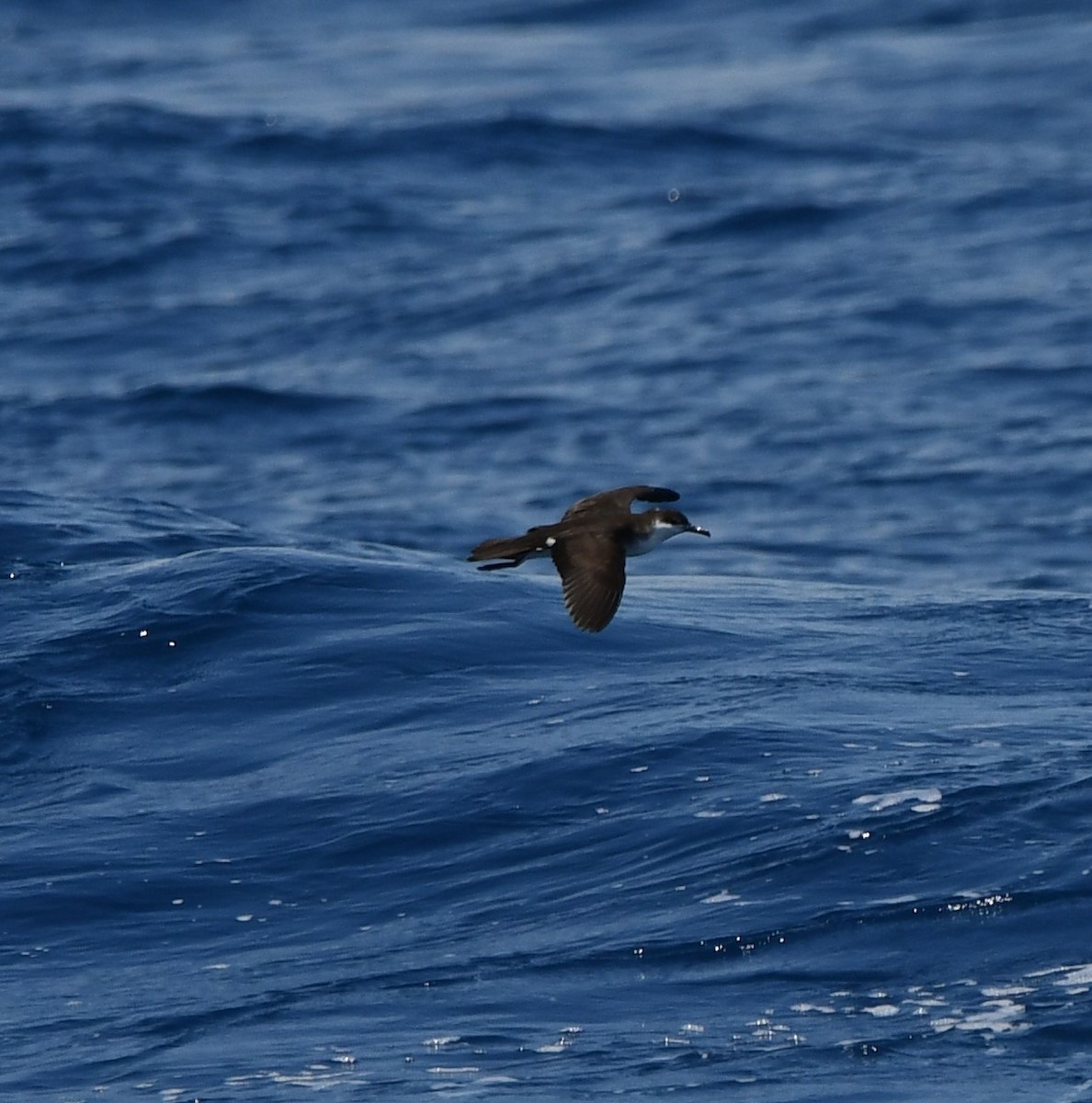 Audubon's Shearwater - ML620275119