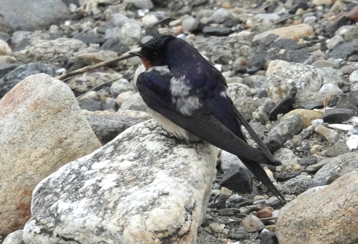 Barn Swallow - ML620275120