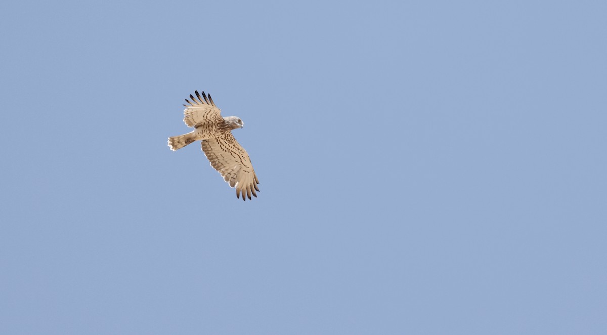 Short-toed Snake-Eagle - ML620275121