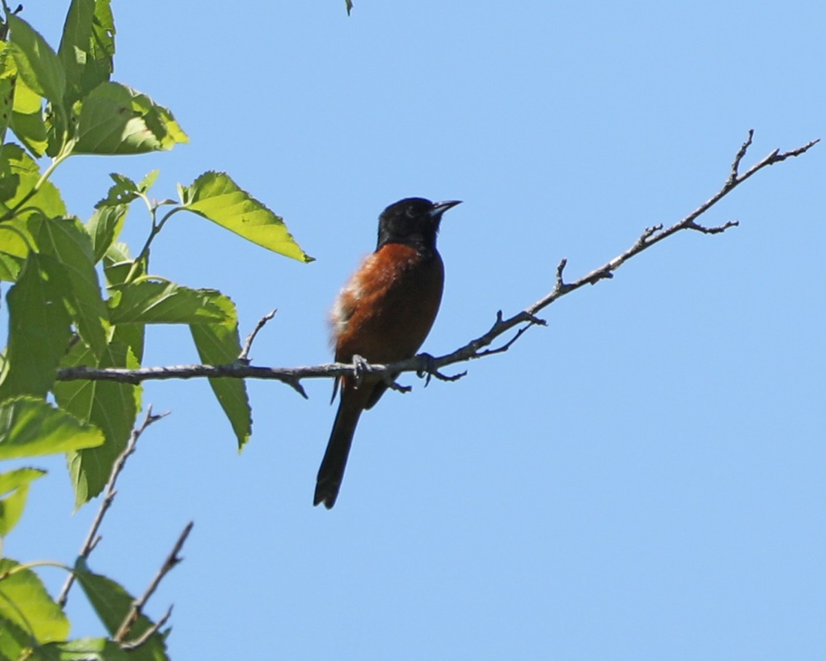 Oriole des vergers - ML620275122