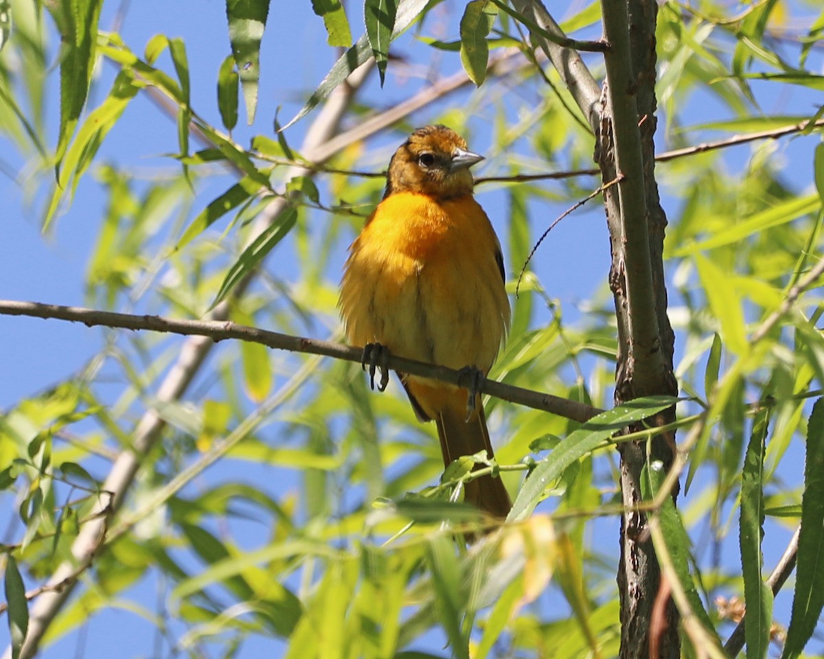 Baltimore Oriole - ML620275123