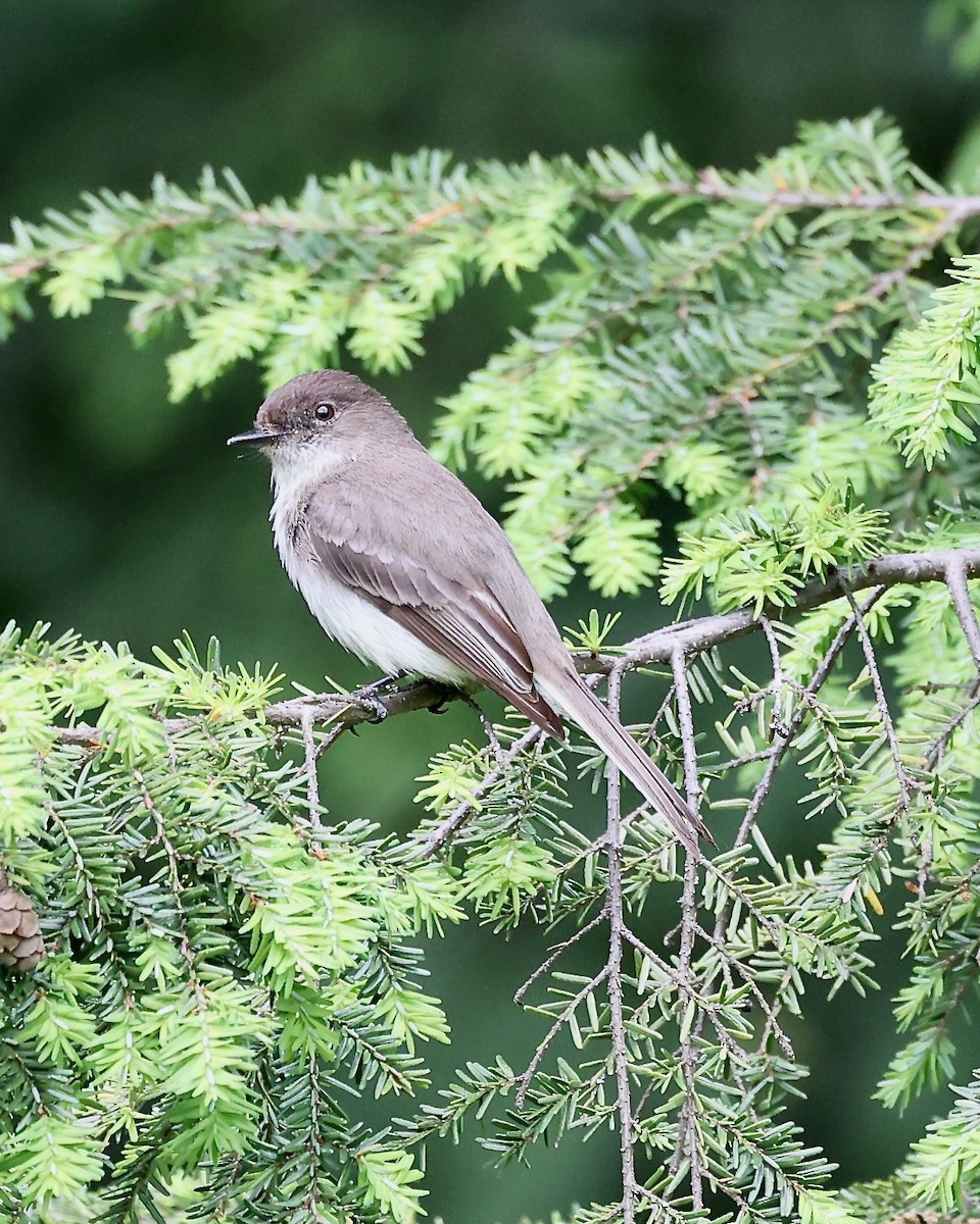 Eastern Phoebe - ML620275127