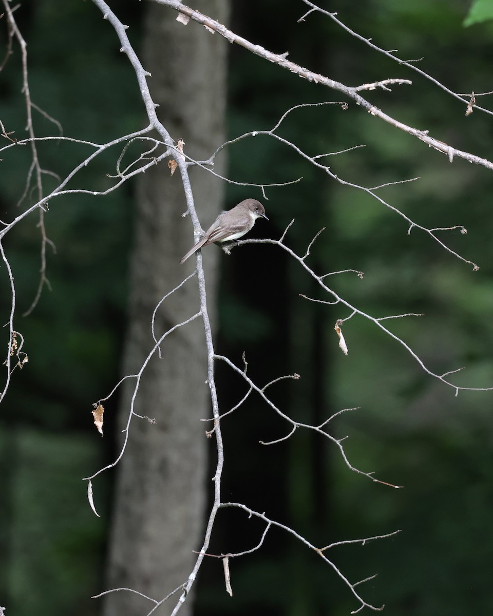 Eastern Phoebe - ML620275130