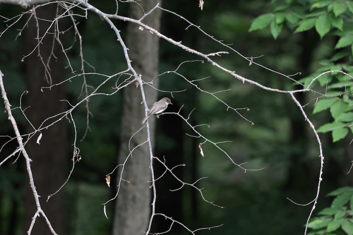 Eastern Phoebe - ML620275131