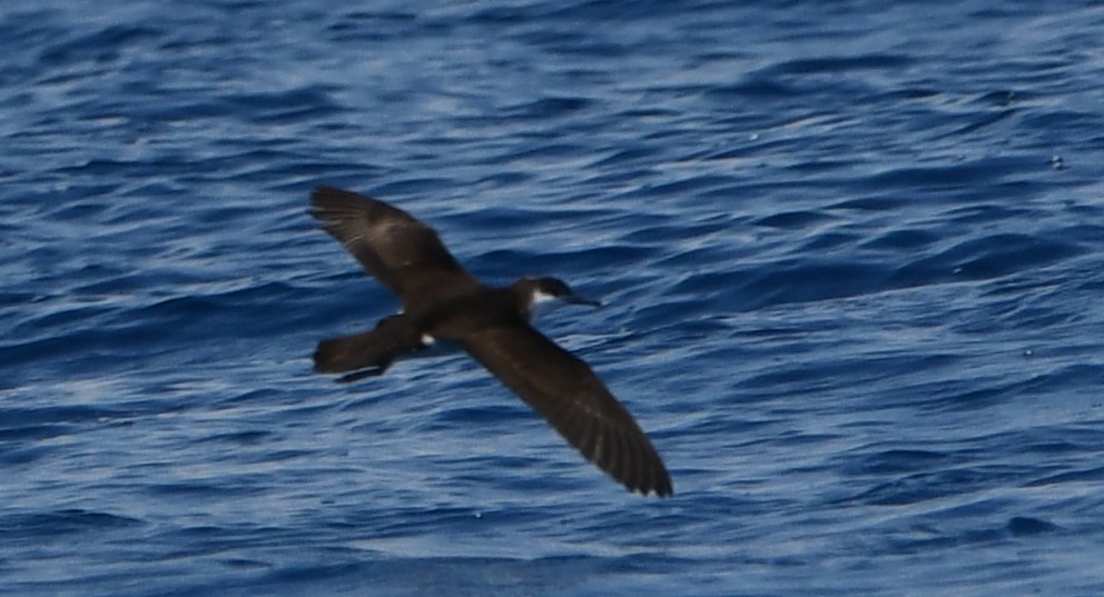 Audubon's Shearwater - ML620275133