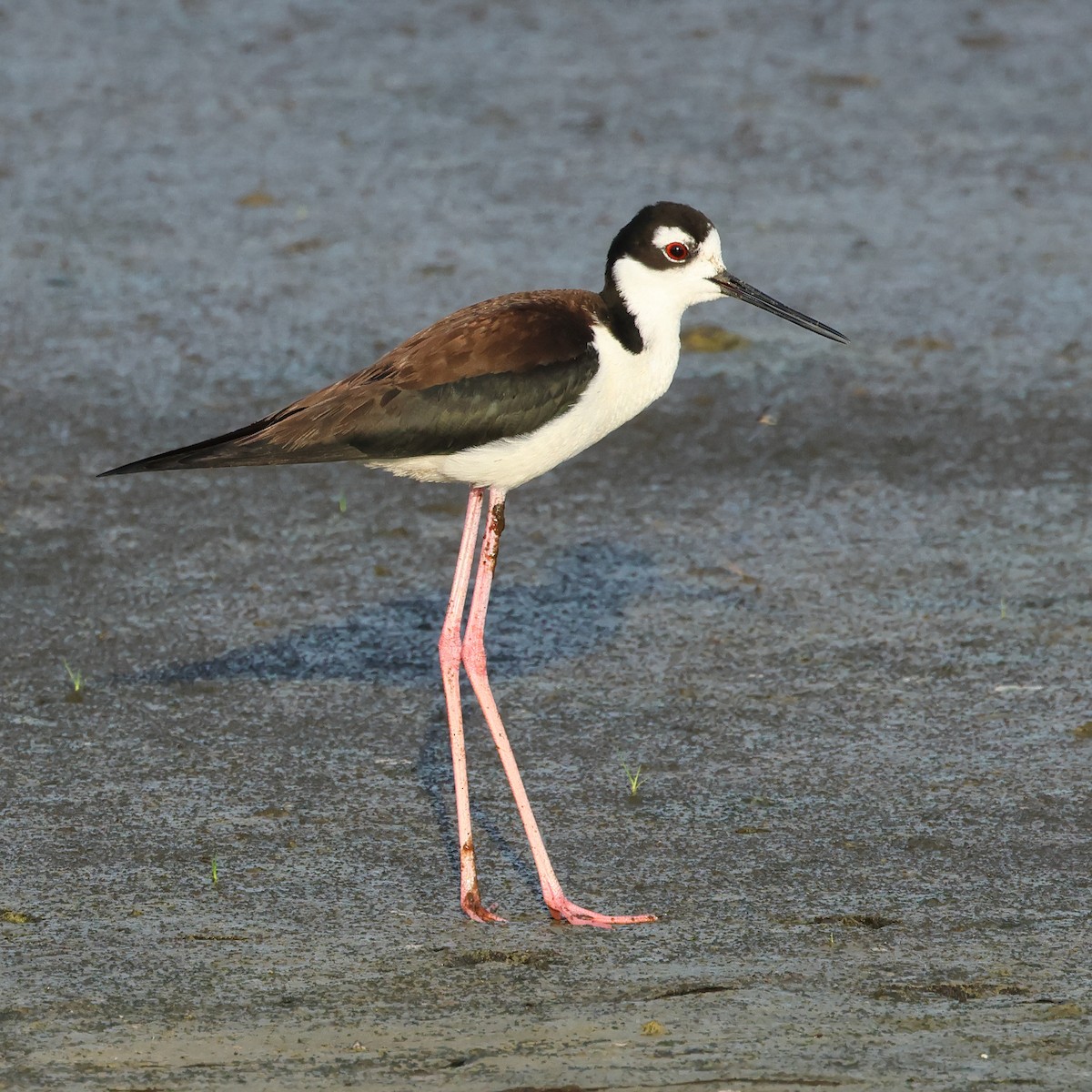 Black-necked Stilt - ML620275145