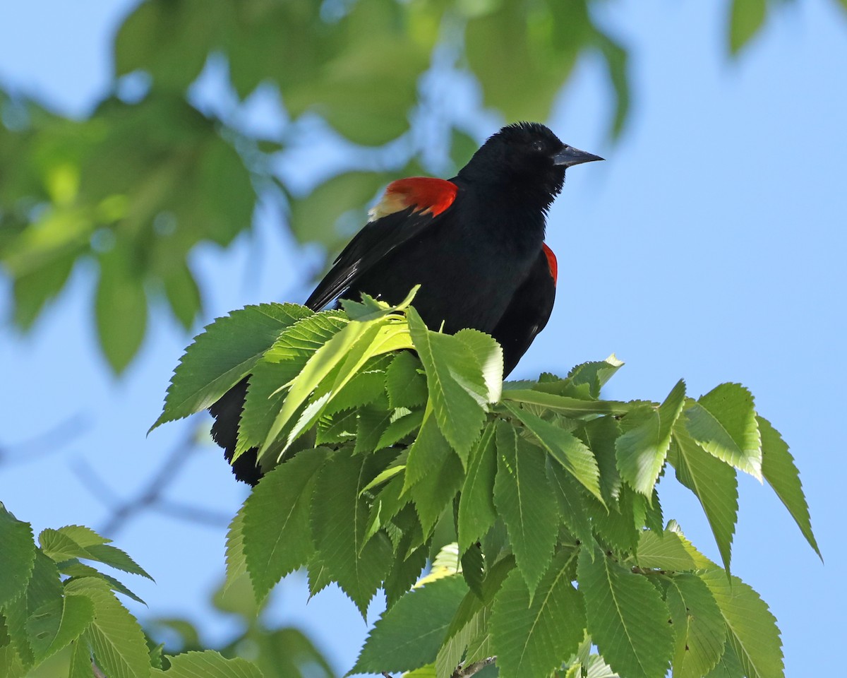 Red-winged Blackbird - ML620275150