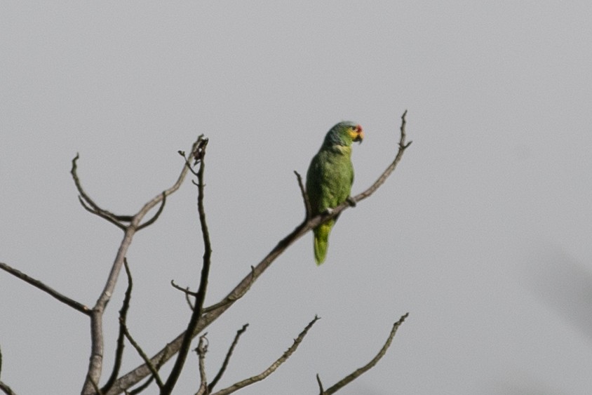 Red-lored Parrot - ML620275155