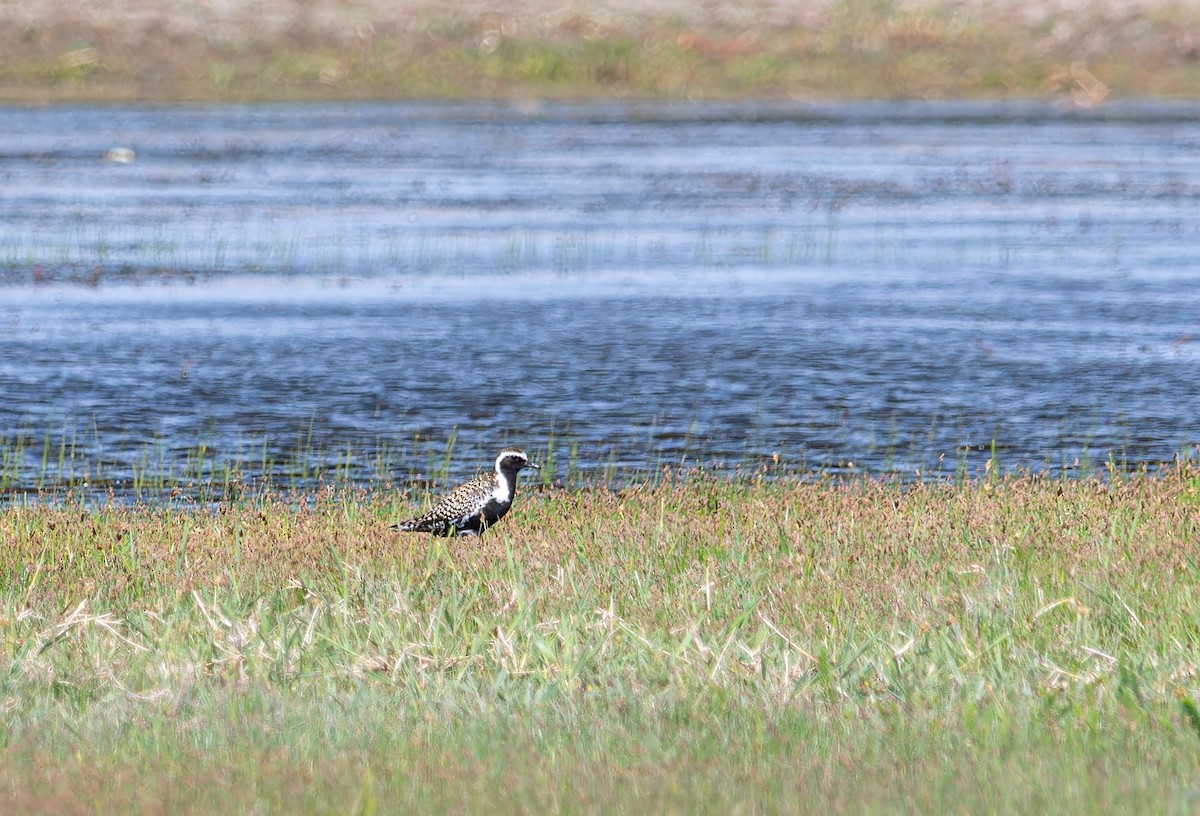 Chorlito Dorado Siberiano - ML620275156