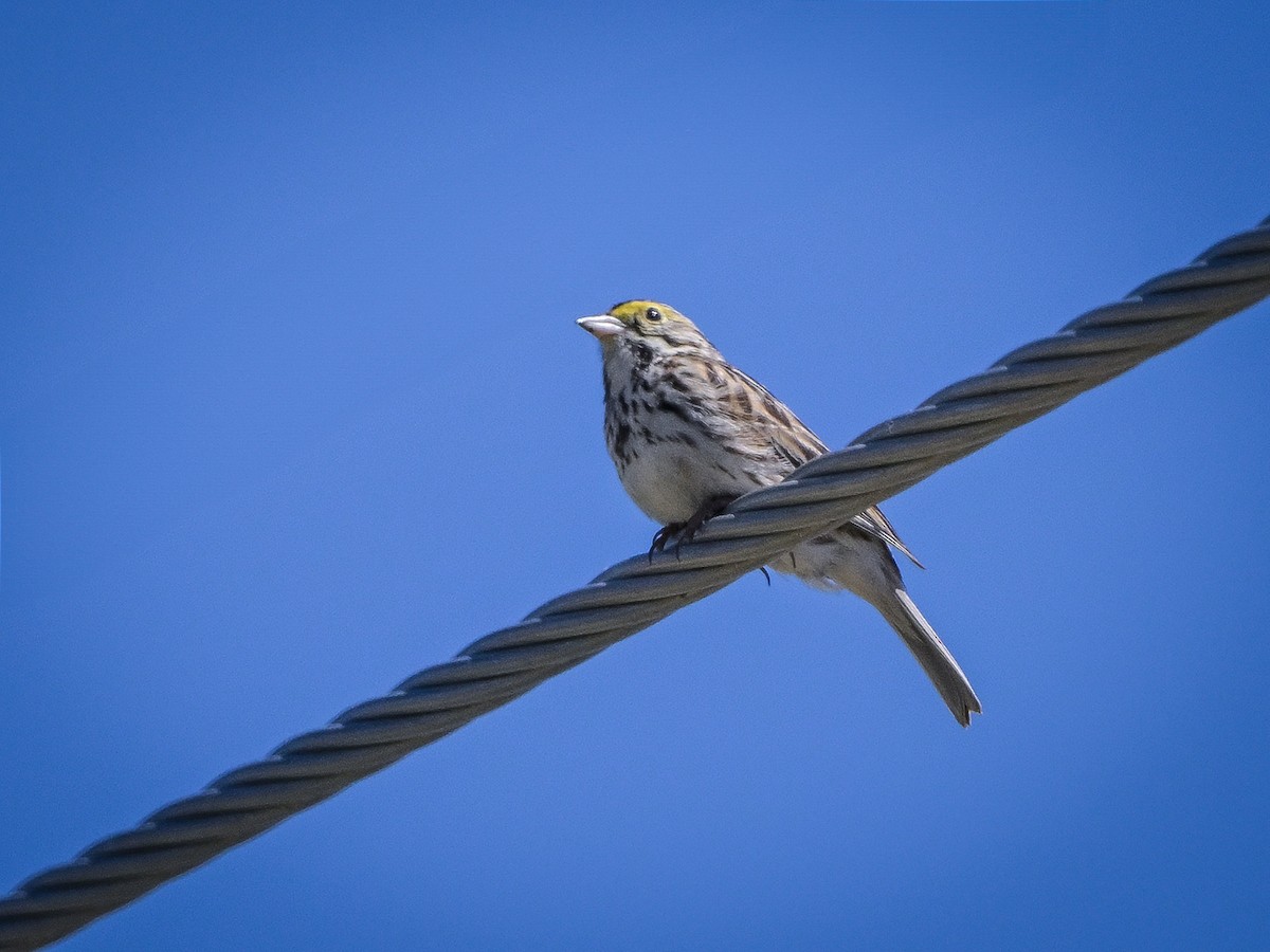 Savannah Sparrow - ML620275159