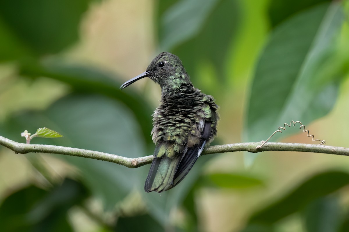 Scaly-breasted Hummingbird - ML620275163