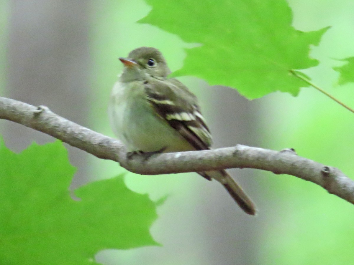 Acadian Flycatcher - ML620275168