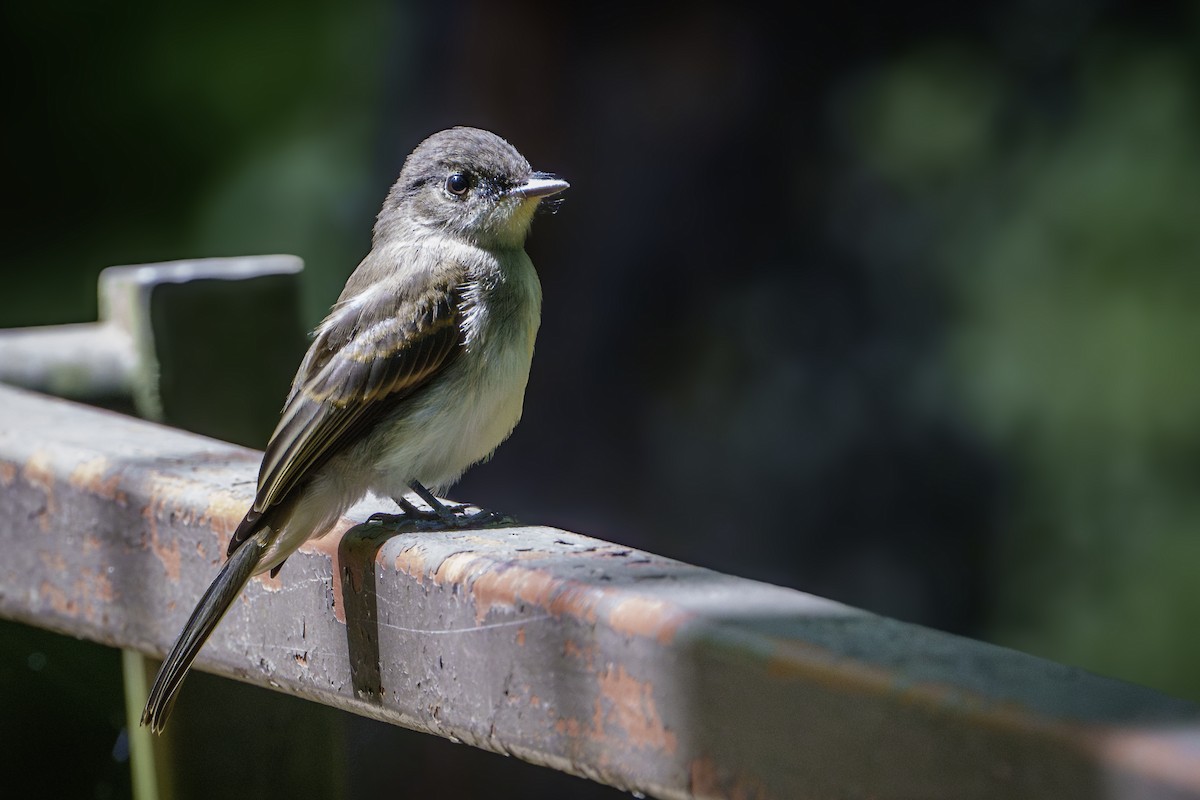 Eastern Phoebe - ML620275175