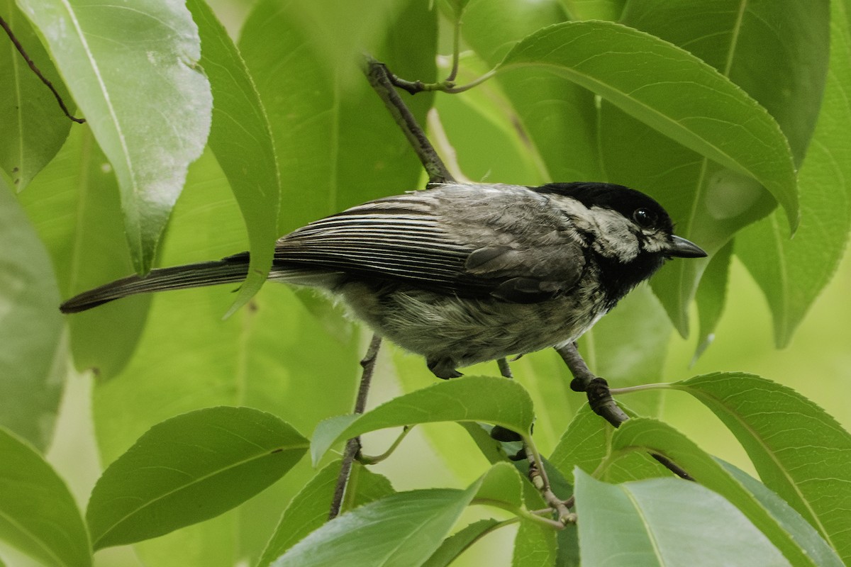 Carolina Chickadee - ML620275179