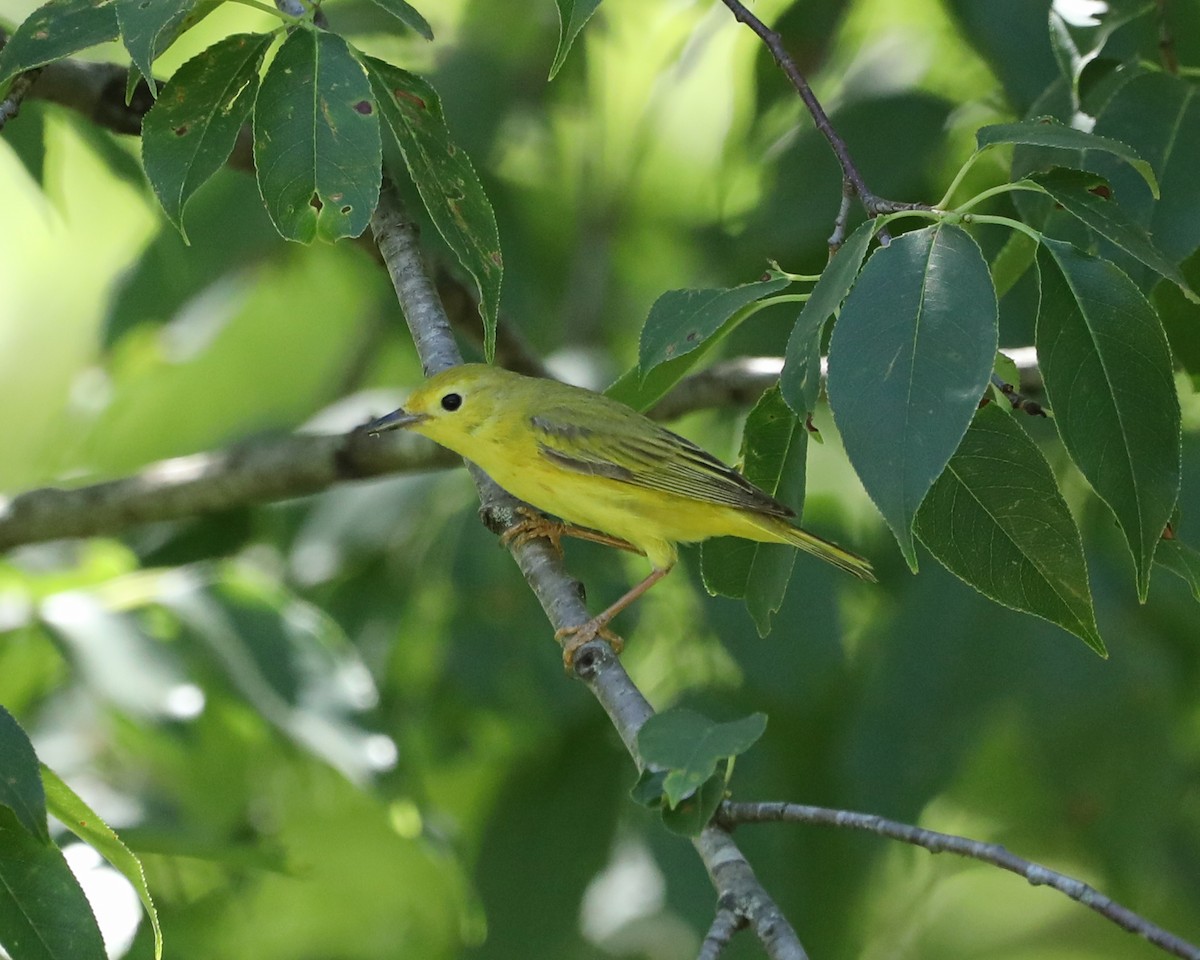 Yellow Warbler - Susan Burkhart