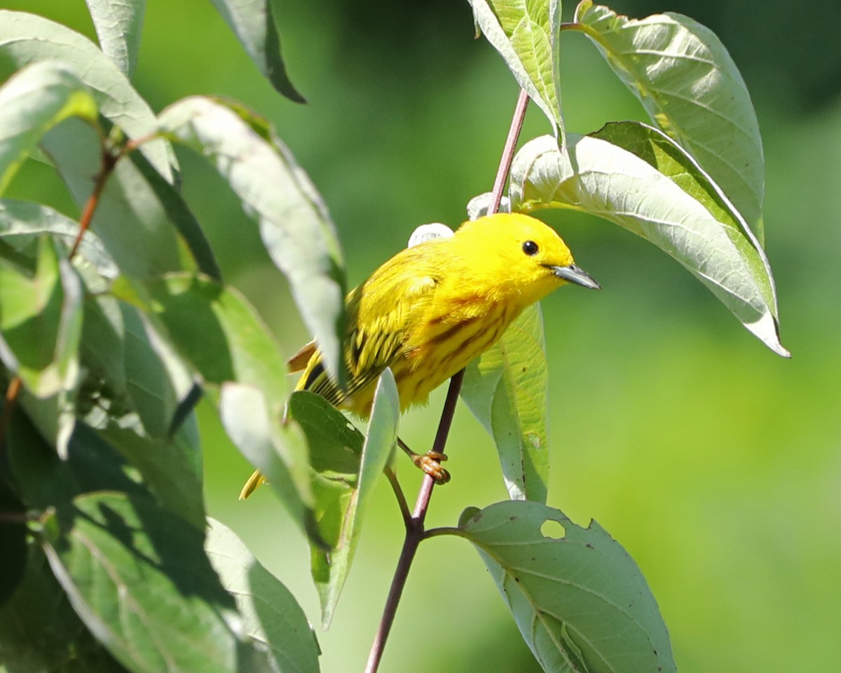 Yellow Warbler - ML620275183