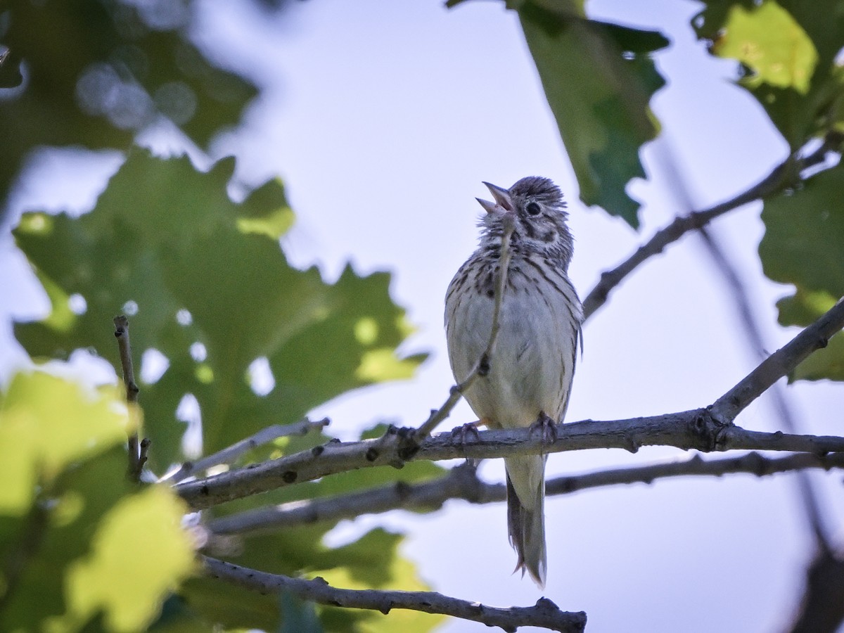 Vesper Sparrow - ML620275187