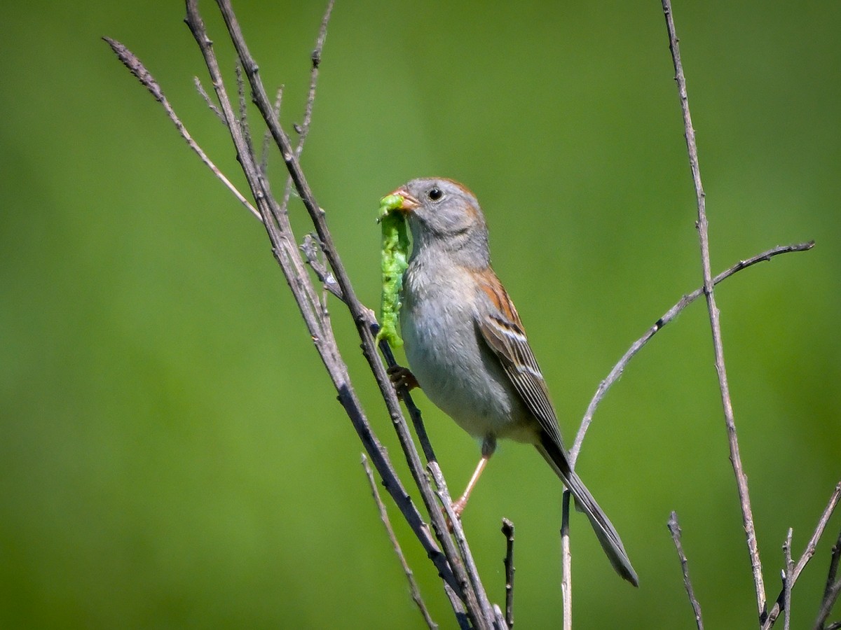 Field Sparrow - ML620275190