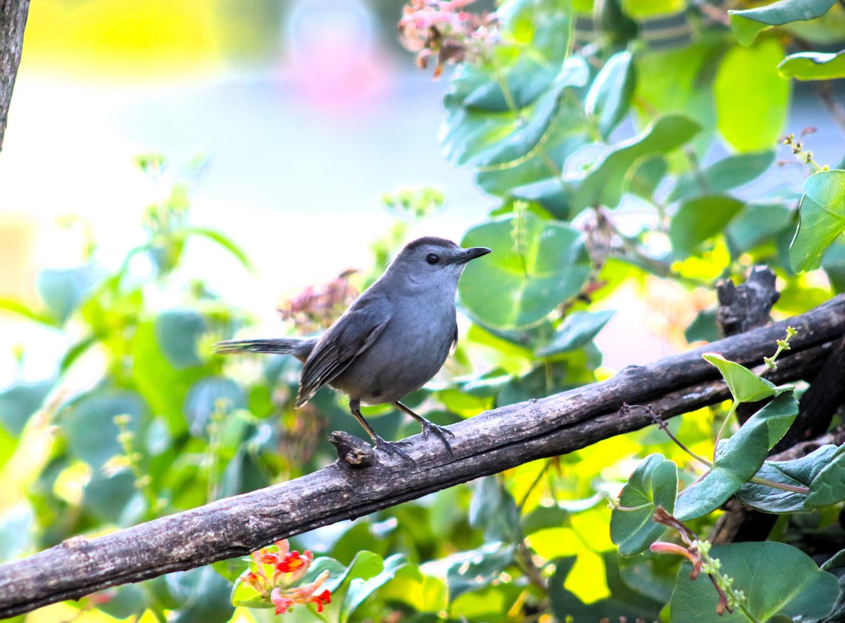 Gray Catbird - ML620275196