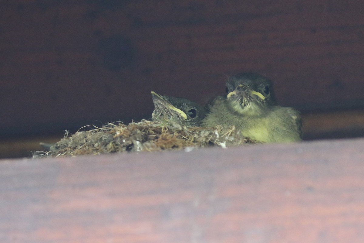 Eastern Phoebe - ML620275197